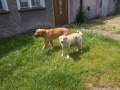 Dwa błąkające się w Goliszowie psy szukają właścicieli! 