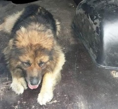 Chory pies leżał na środku ulicy Legnickiej. Poszukiwany właściciel (aktualizacja)