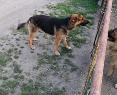 Bezdomny pies z Dobroszowa poszukuje domu