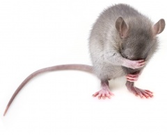 Dodatkowa kontrola w chojnowskich Biedronkach po wykryciu myszy na sklepowych półkach