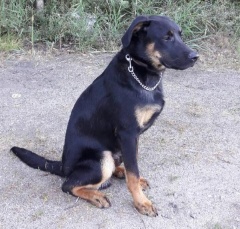Poszukiwany właściciel psa znalezionego w Rokitkach