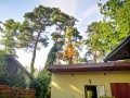 Rokitki. Niebezpieczny konar i akcja strażaków