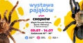 Wystawa pająków w Chojnowie!