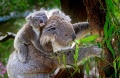 Akcja Koala w SP3. Na ratunek australijskim zwierzakom