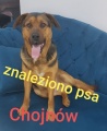 Błąkający się po Chojnowie pies szuka swojego domu. Poznajesz go?