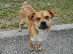 "Możemy człowieka ocenić po tym, jak traktuje zwierzęta". Kolejny pies poszukuje domu.