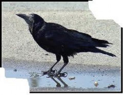 Gawron gatunek ściśle chroniony - uratowany