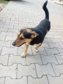 Mały kundelek szuka domu