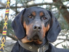 Zaginął pies myśliwski rasy Gończy Polski. Właściciel prosi o pomoc