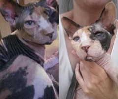 Widziałaś/eś tego kota? Właściciele proszą o pomoc [AKTUALIZACJA]