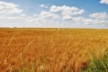 Usuwanie folii rolniczych. UG zachęca rolników do wypełnienia ankiety inwentaryzacyjnej