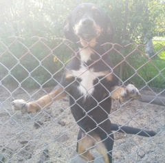 Młoda suczka z Krzywej potrzebuje nowego domu [AKTUALIZACJA]