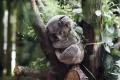 Trójka podsumowuje akcję "Koala". Udało się zebrać 380 dolarów australijskich